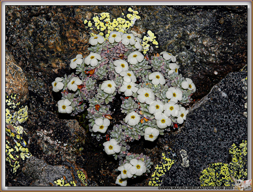 Androsace